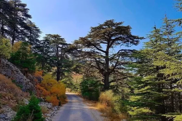 Dear alkamar- beiteddine-chouf forest (4) Dear alkamar- beiteddine-chouf forest (4)