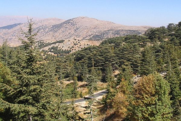 Dear alkamar- beiteddine-chouf forest (7) Dear alkamar- beiteddine-chouf forest (7)