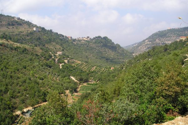 Dear alkamar- beiteddine-chouf forest (9) Dear alkamar- beiteddine-chouf forest (9)