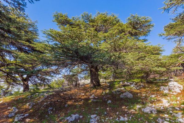 Deir alkamar beiteddine chouf forest anjar (1) Deir alkamar beiteddine chouf forest anjar (1)