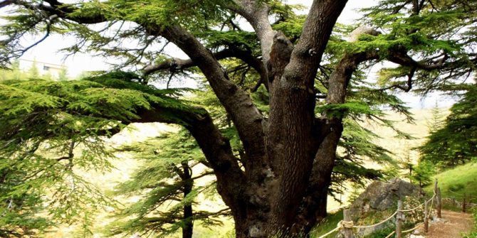 All that interests you about the Cedar Forest Reserve in Lebanon for an unforgettable visit to the place