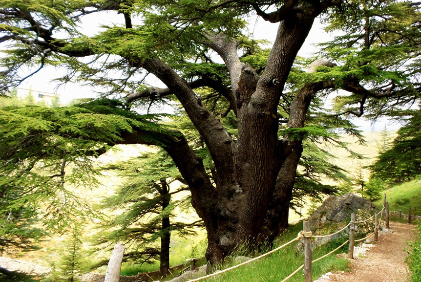 All that interests you about the Cedar Forest Reserve in Lebanon for an unforgettable visit to the place